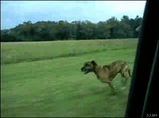 The barrel roll 